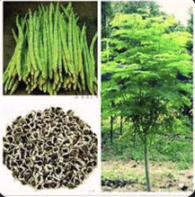 Moringa Seeds