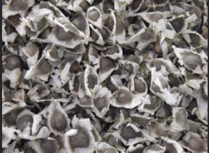 Moringa Seeds