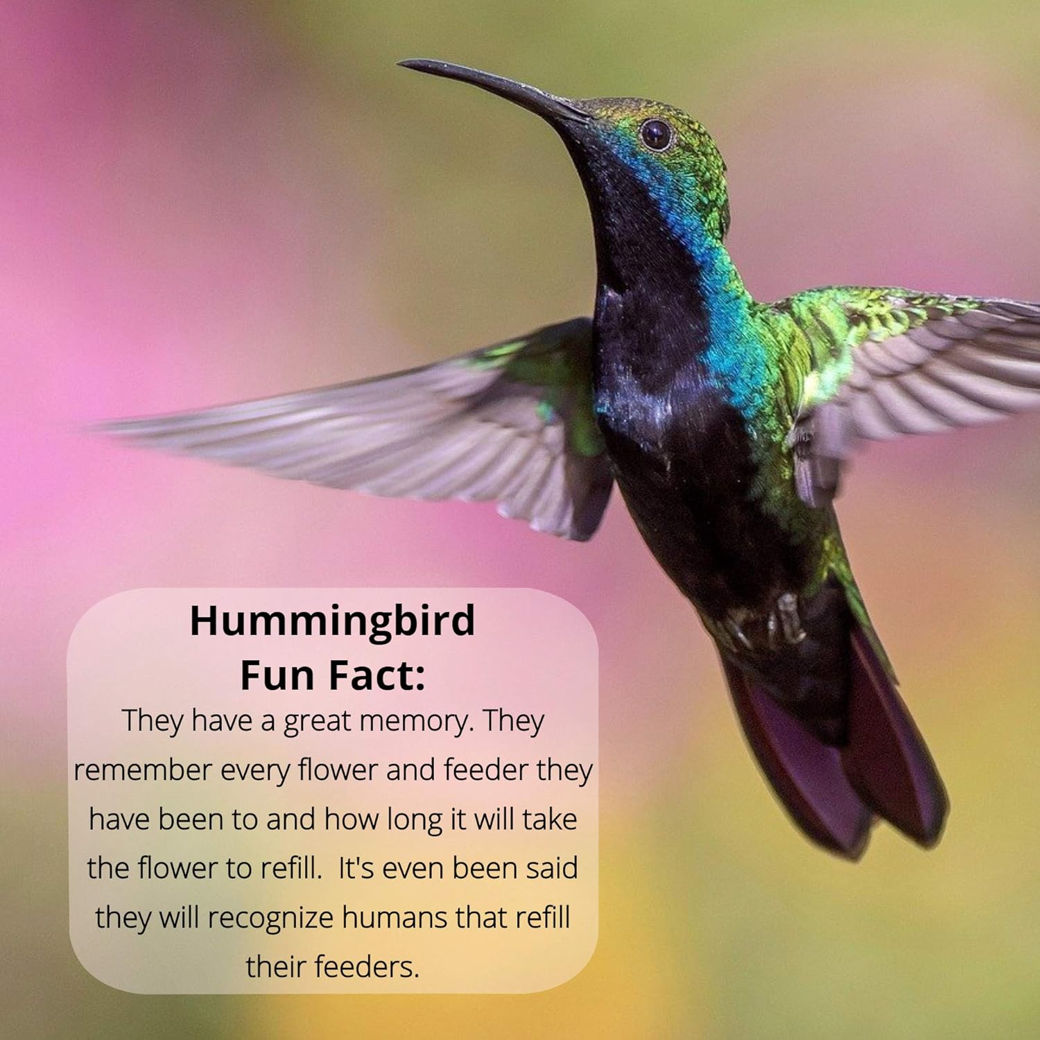 Hummingbird feed
