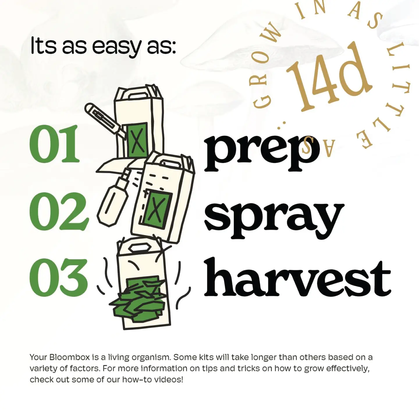 Lion’S Mane Mushroom Grow Kit | Diy Indoor Garden | Gift