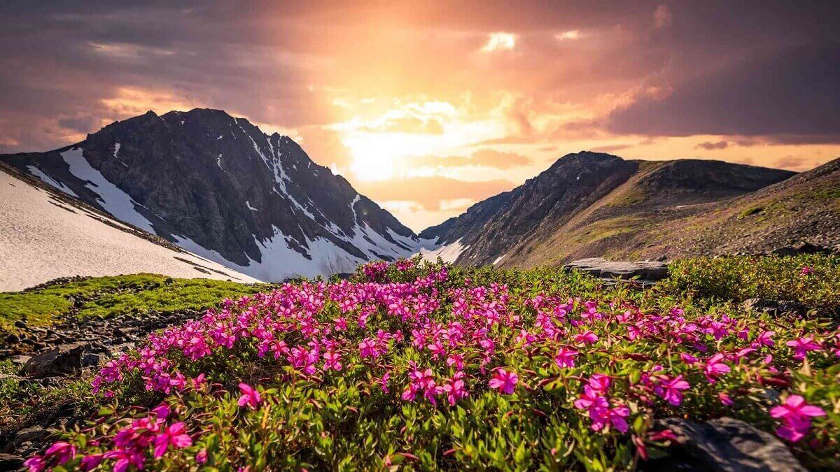 Valley of Flowers with Badrinath _ June 