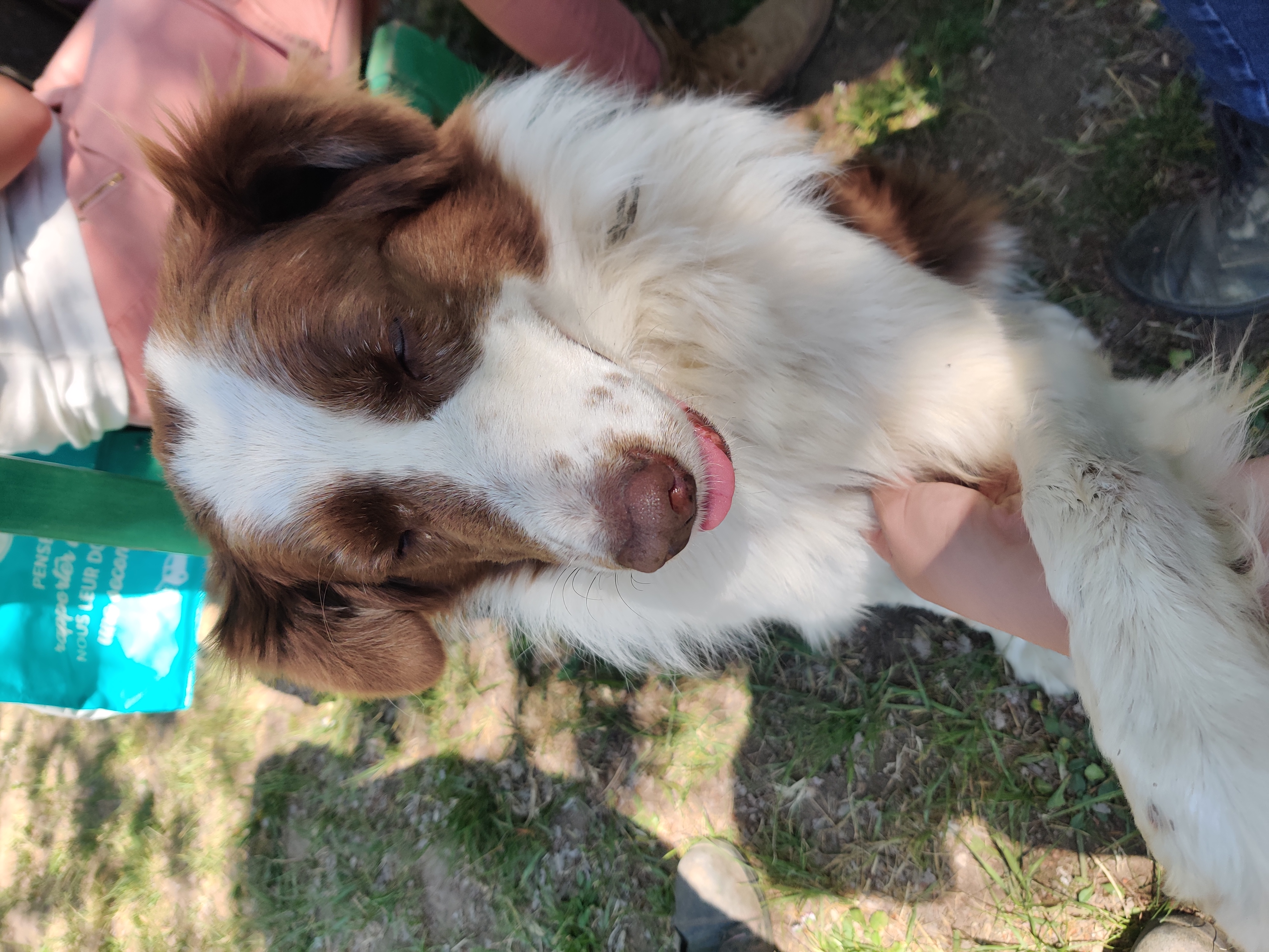Séance d'ostéopathie pour un canin