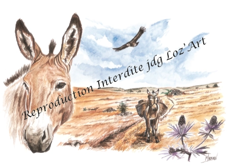 L'Âne de Provence 1