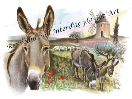 L'Âne de Provence 2