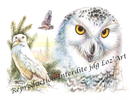  Chouette Harfang des Neiges