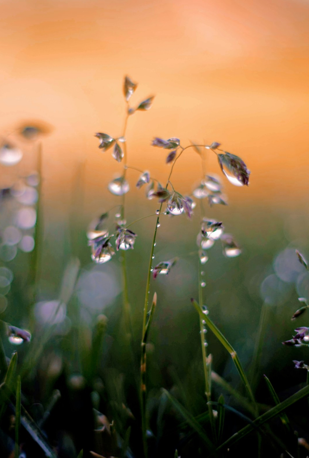 Peaceful Sound Support