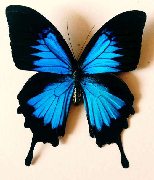 Papilio ulysses