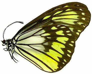 Ideopsis vitrea