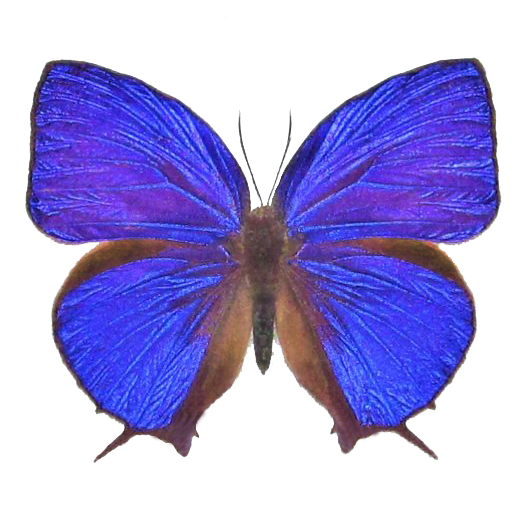 Arhopala hercules