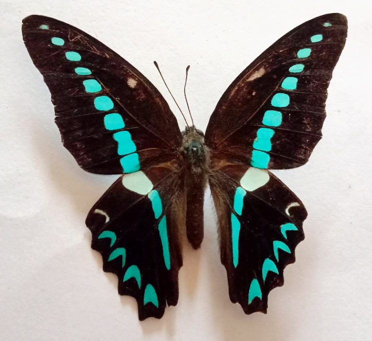 Graphium milon