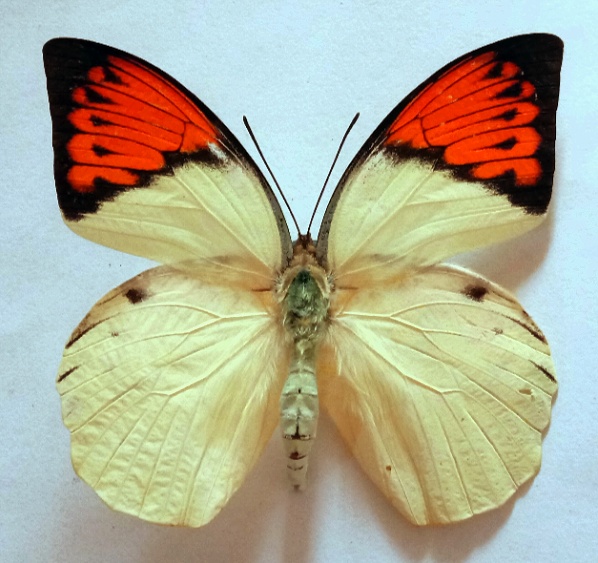 Hebomoia glaucippe