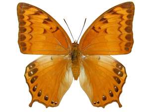 Charaxes affinis