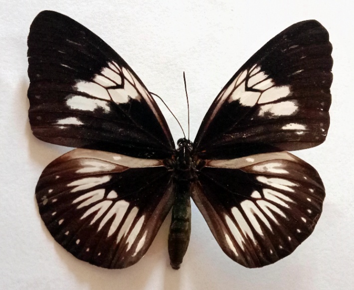 Euploea latifasciata
