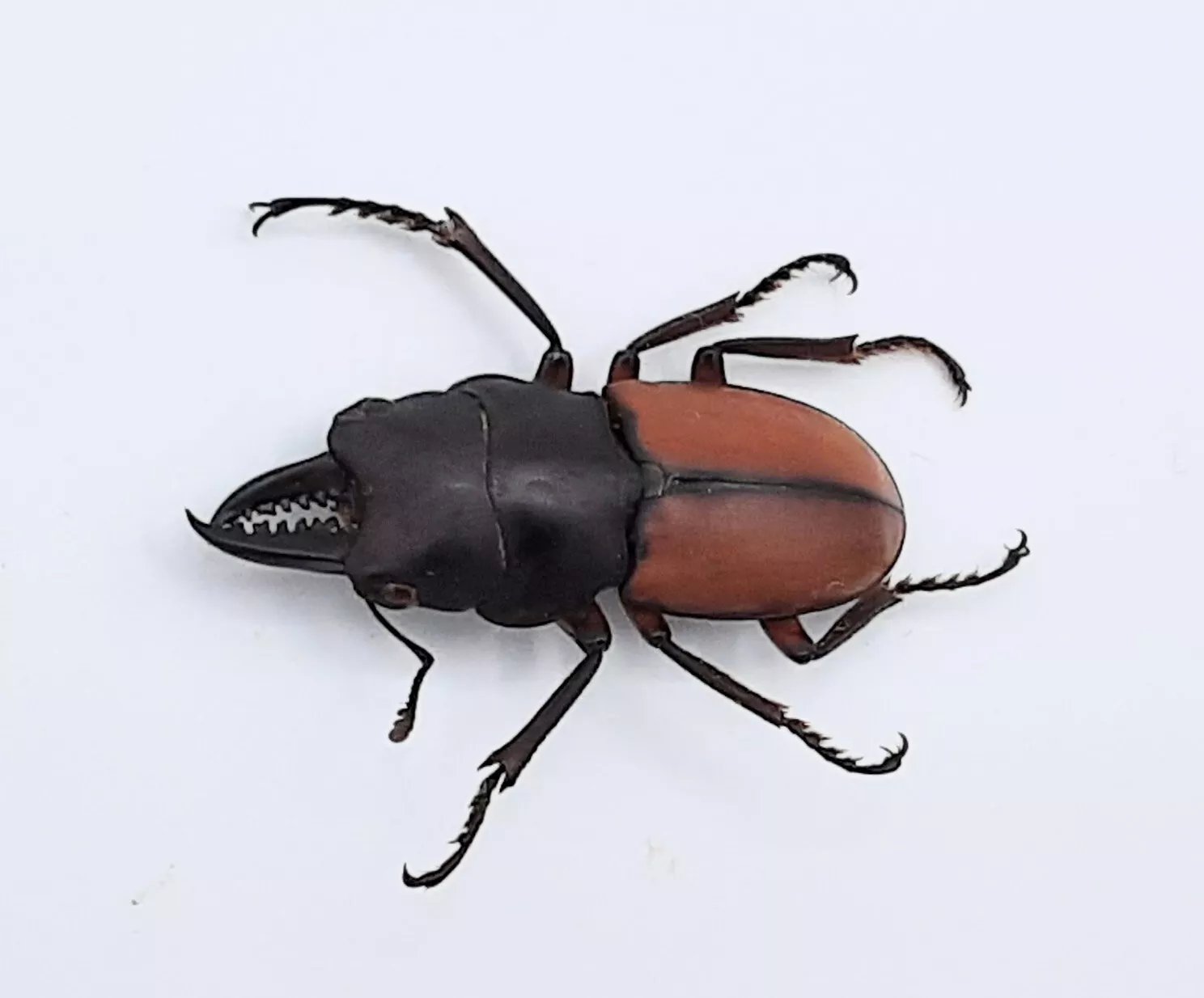 Prosopocoilus bruijni