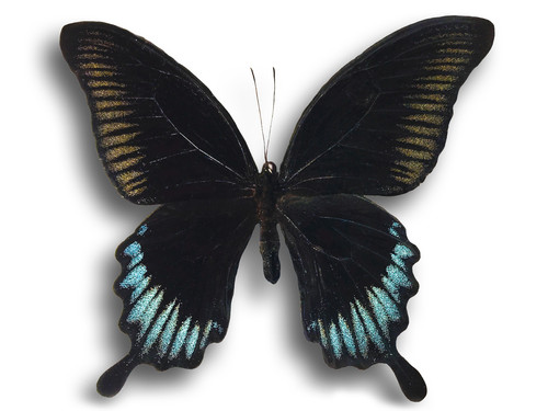 Papilio ascalaphus
