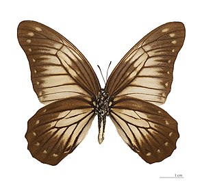 Graphium encelades