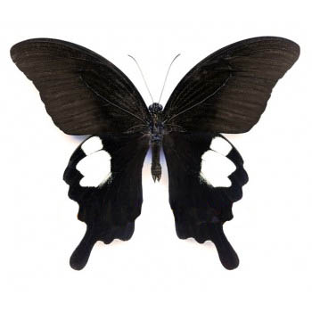 Papilio sataspes