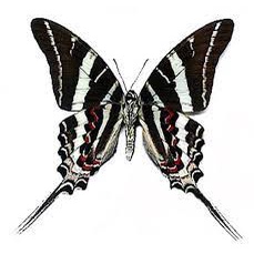 Graphium rhesus