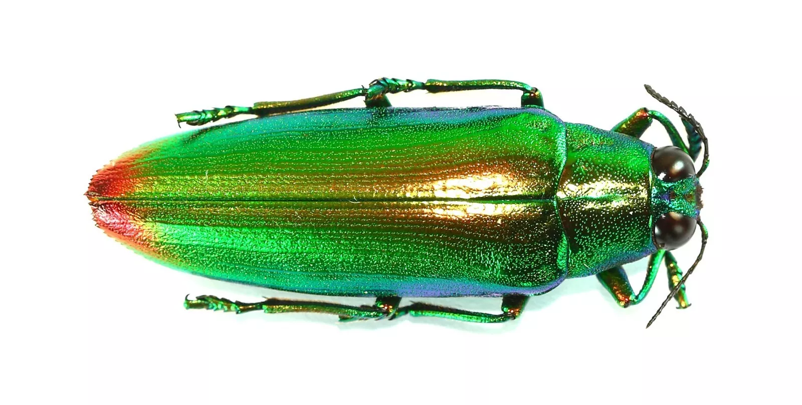 Chrysochroa fulminans