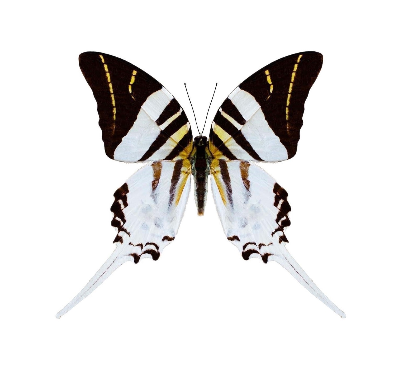 Graphium androcles