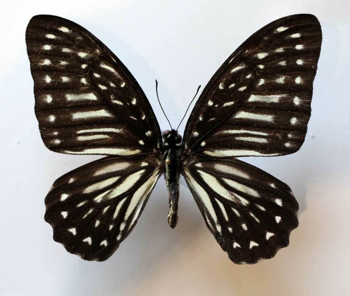 Graphium deucalion