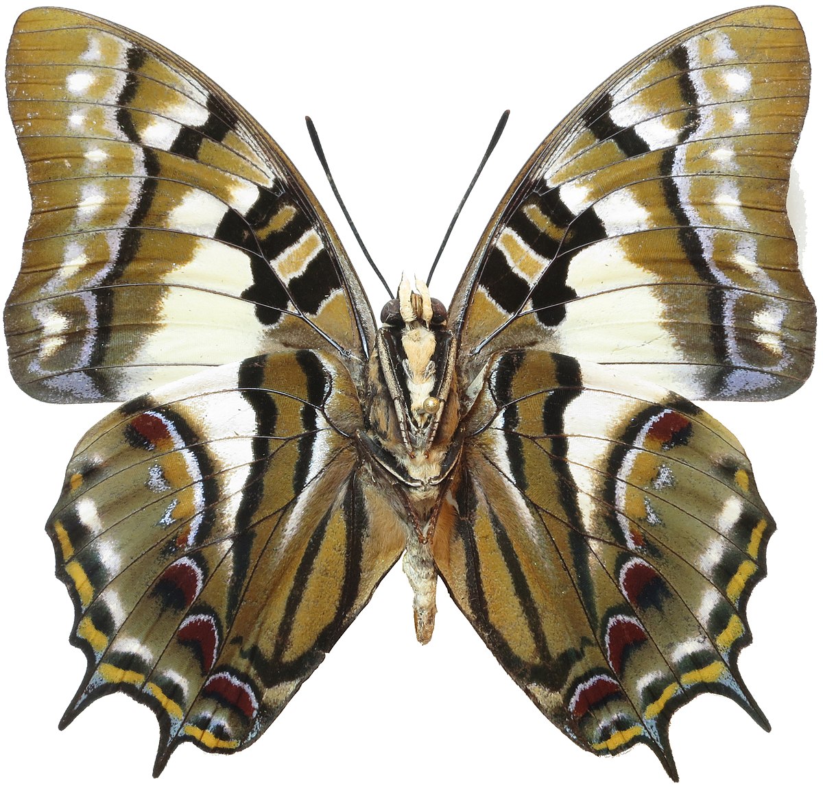 Charaxes (polyura) cognata