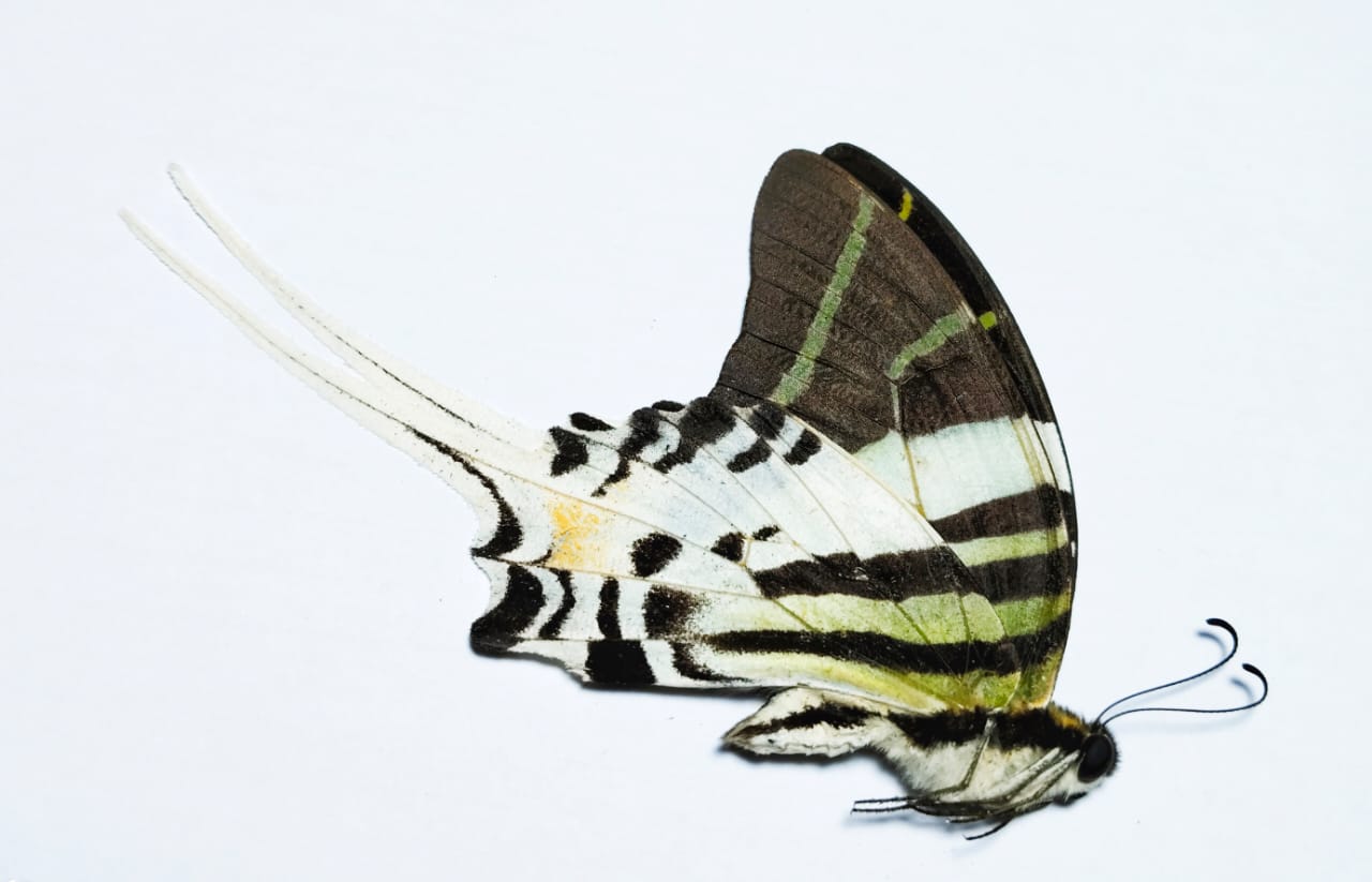 Graphium androcles