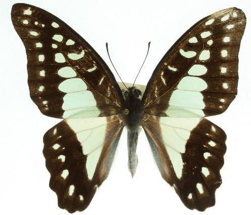 Graphium eurypylus