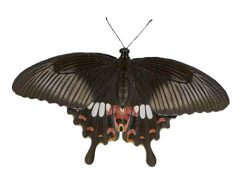 Papilio polytes