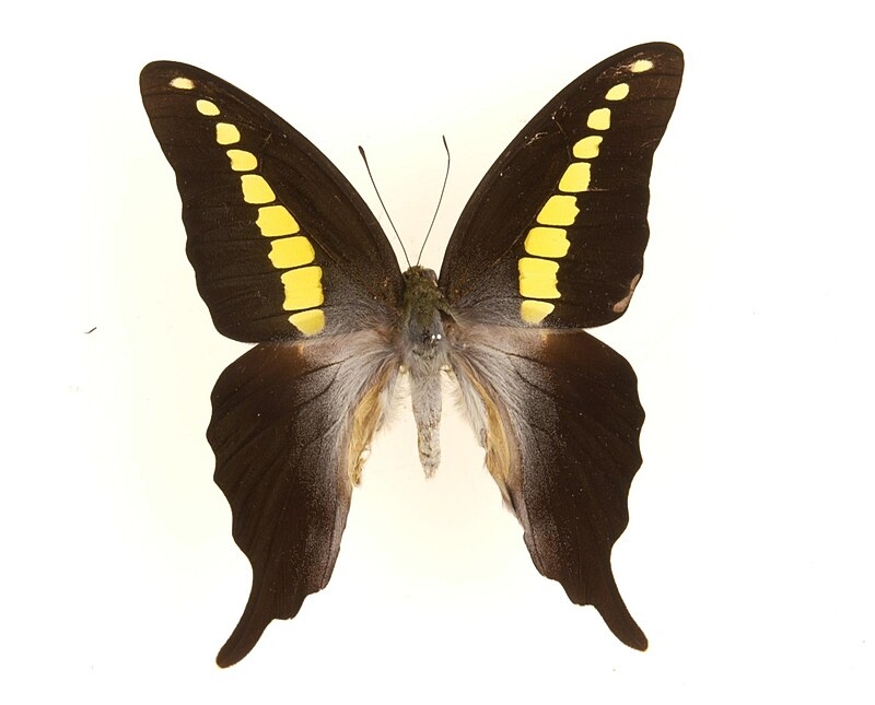 Graphium codrus