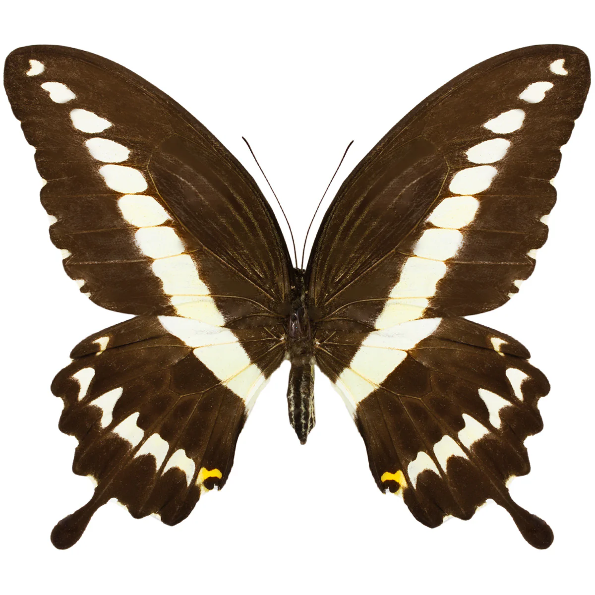 Papilio gigon