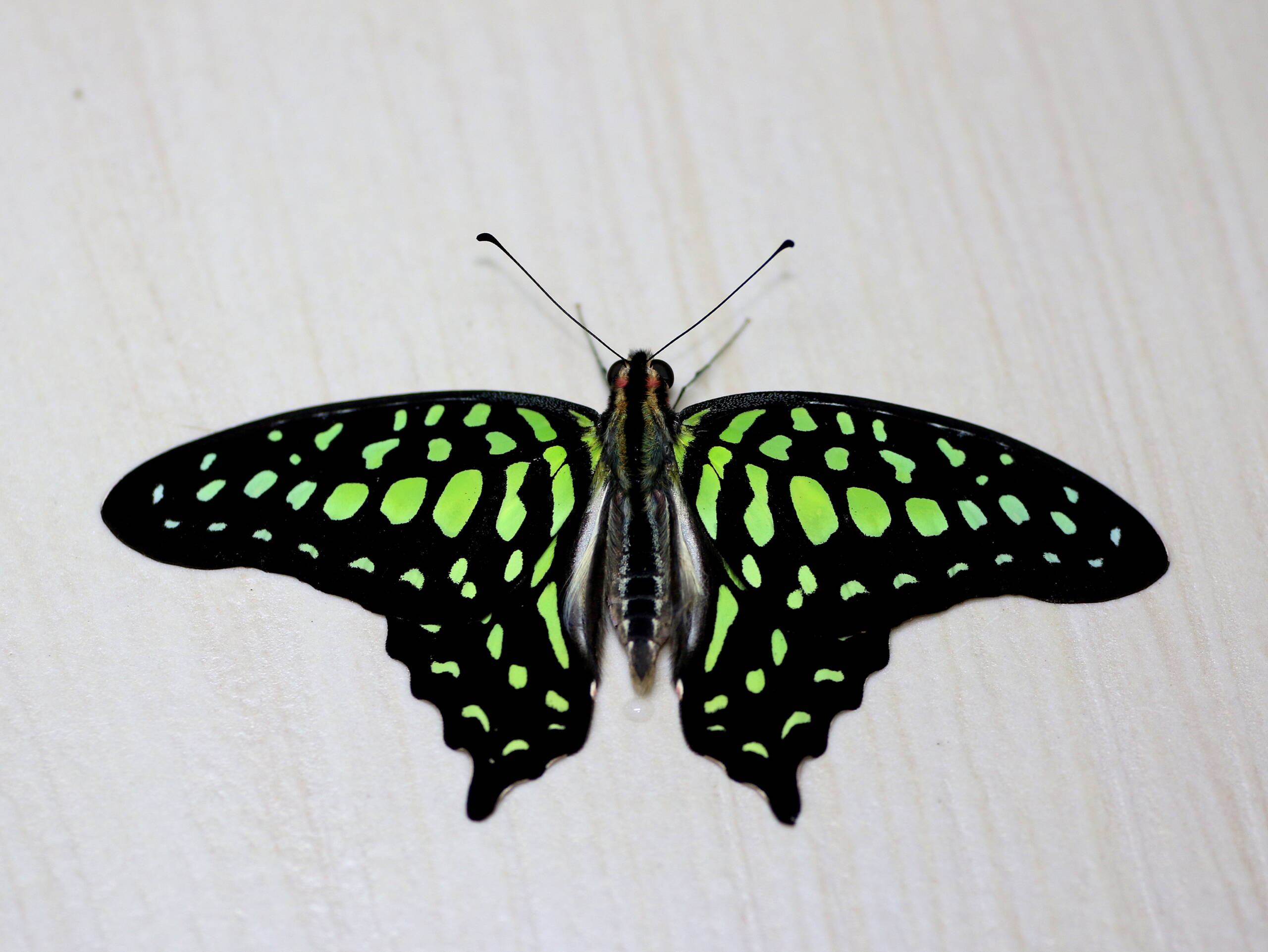 Graphium agamemnon