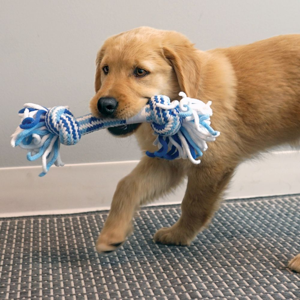 Medium Puppy Rope - Tug Assorted