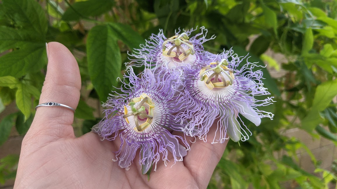 Passionflower Tincture