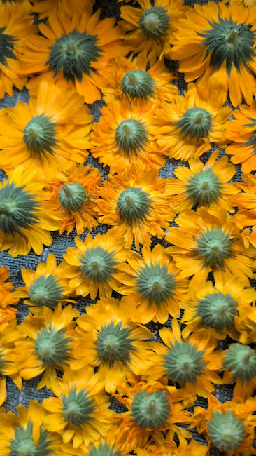 Calendula Herbal Oil