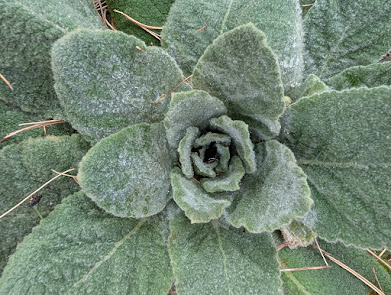 Mullein Tincture