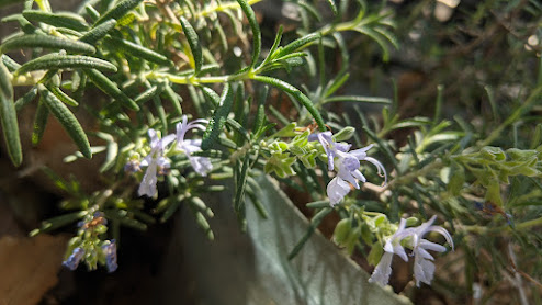Rosemary Tincture