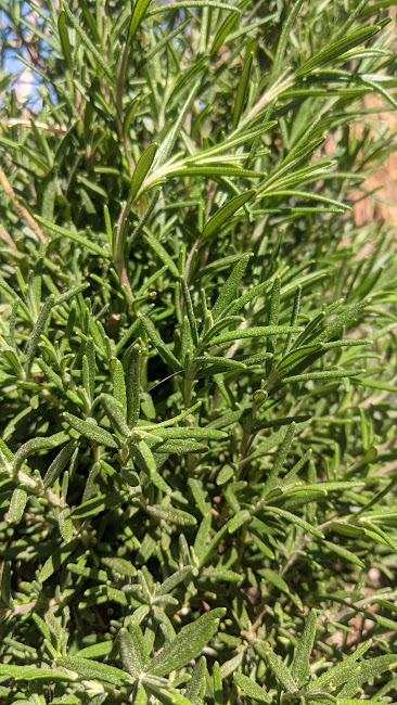Rosemary Tincture