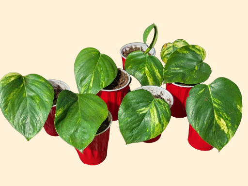 Hawaiian Pothos Starter Plants single node
