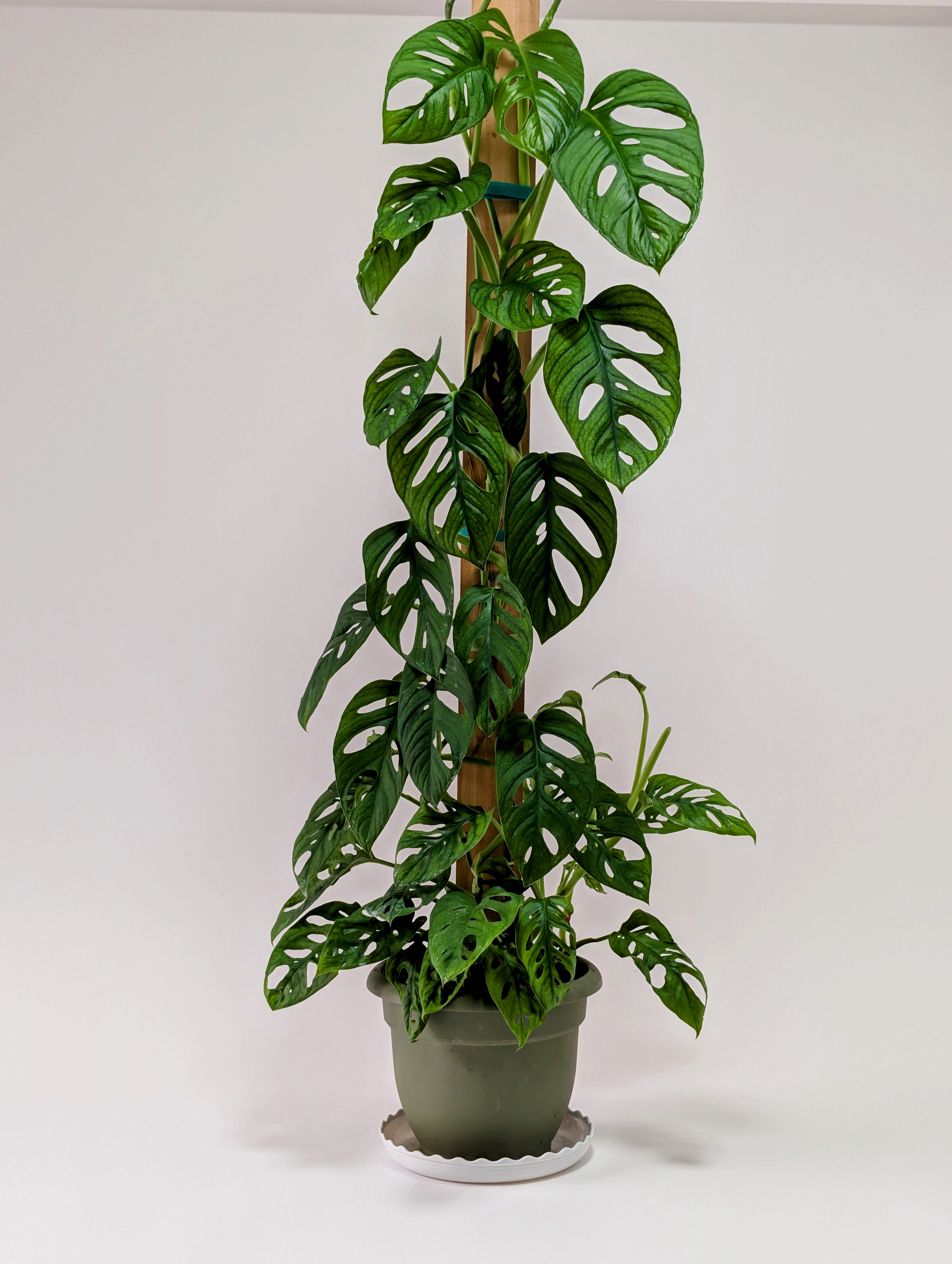 Monstera adansonii