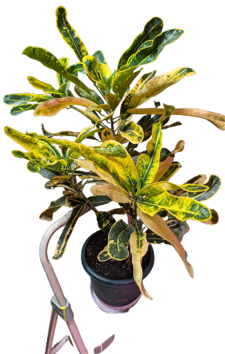 Croton Plant