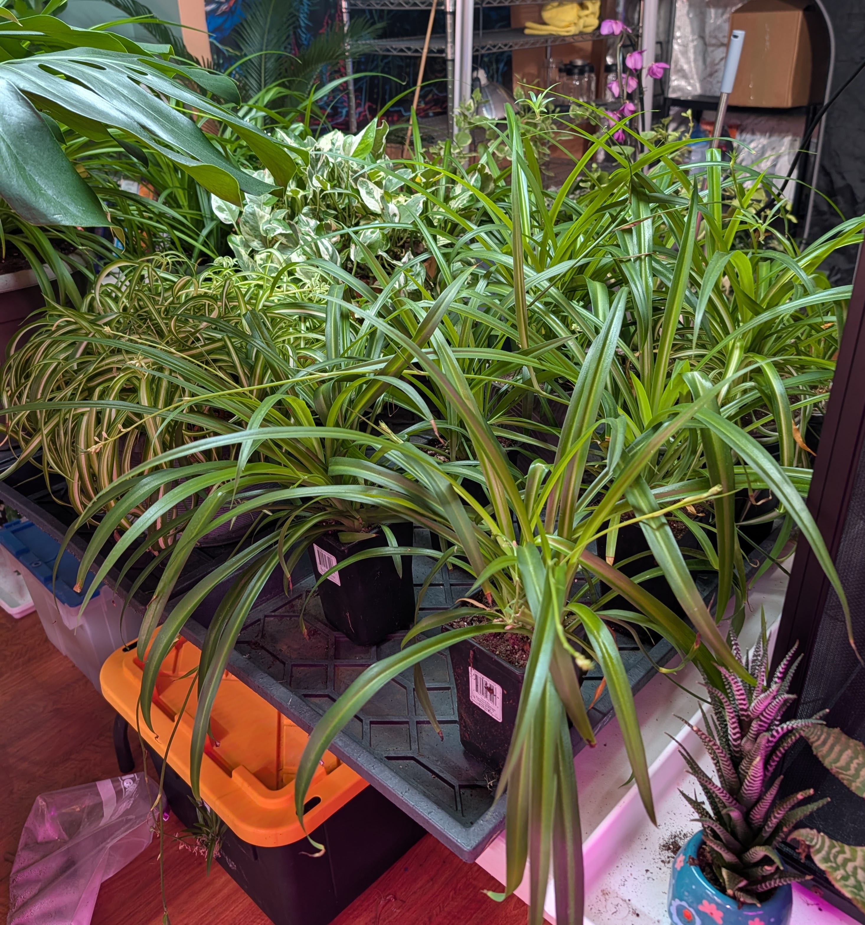 Large well rooted Green Spider Plants in 6-8" clear pots