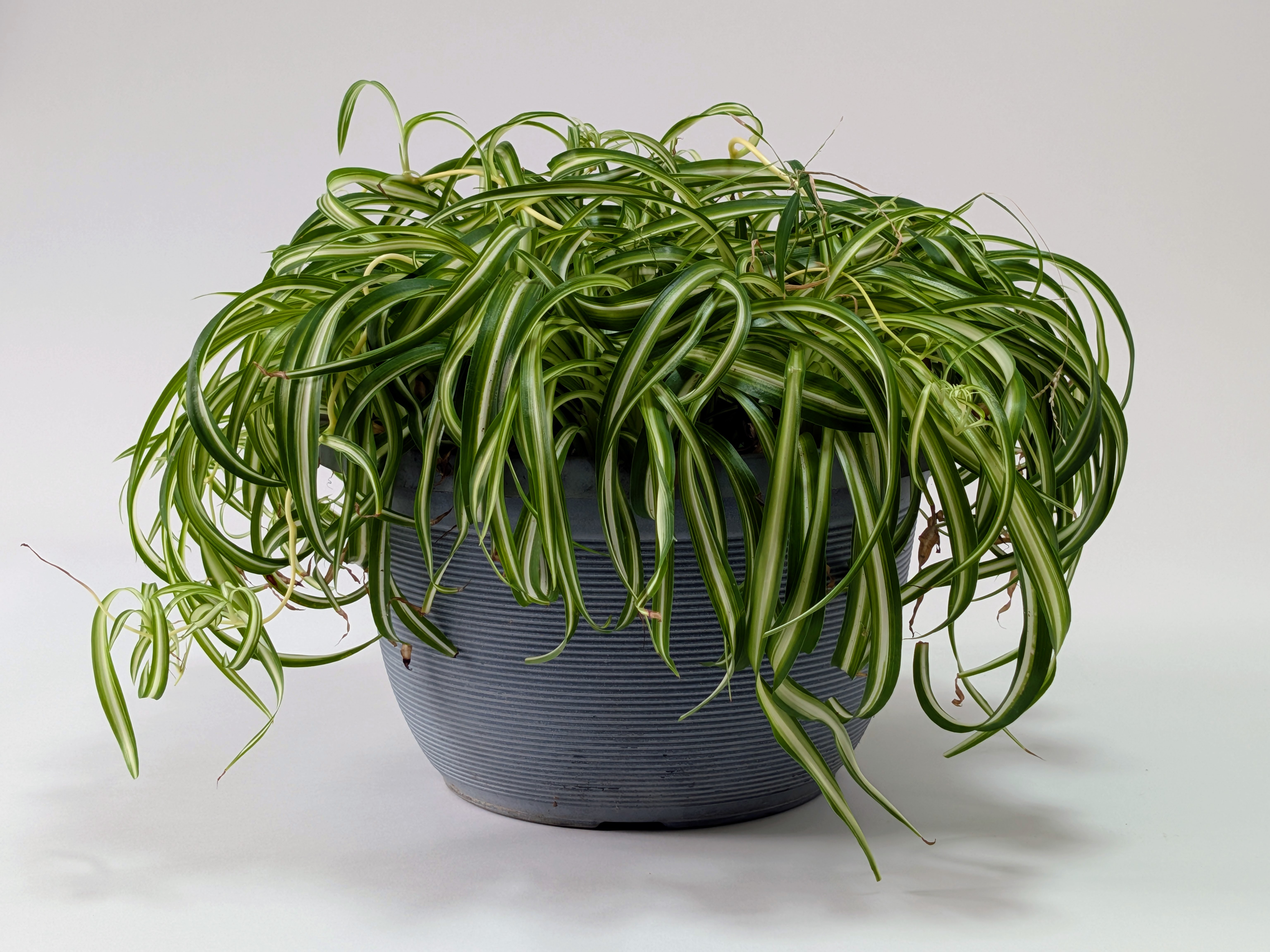 Spider Plant