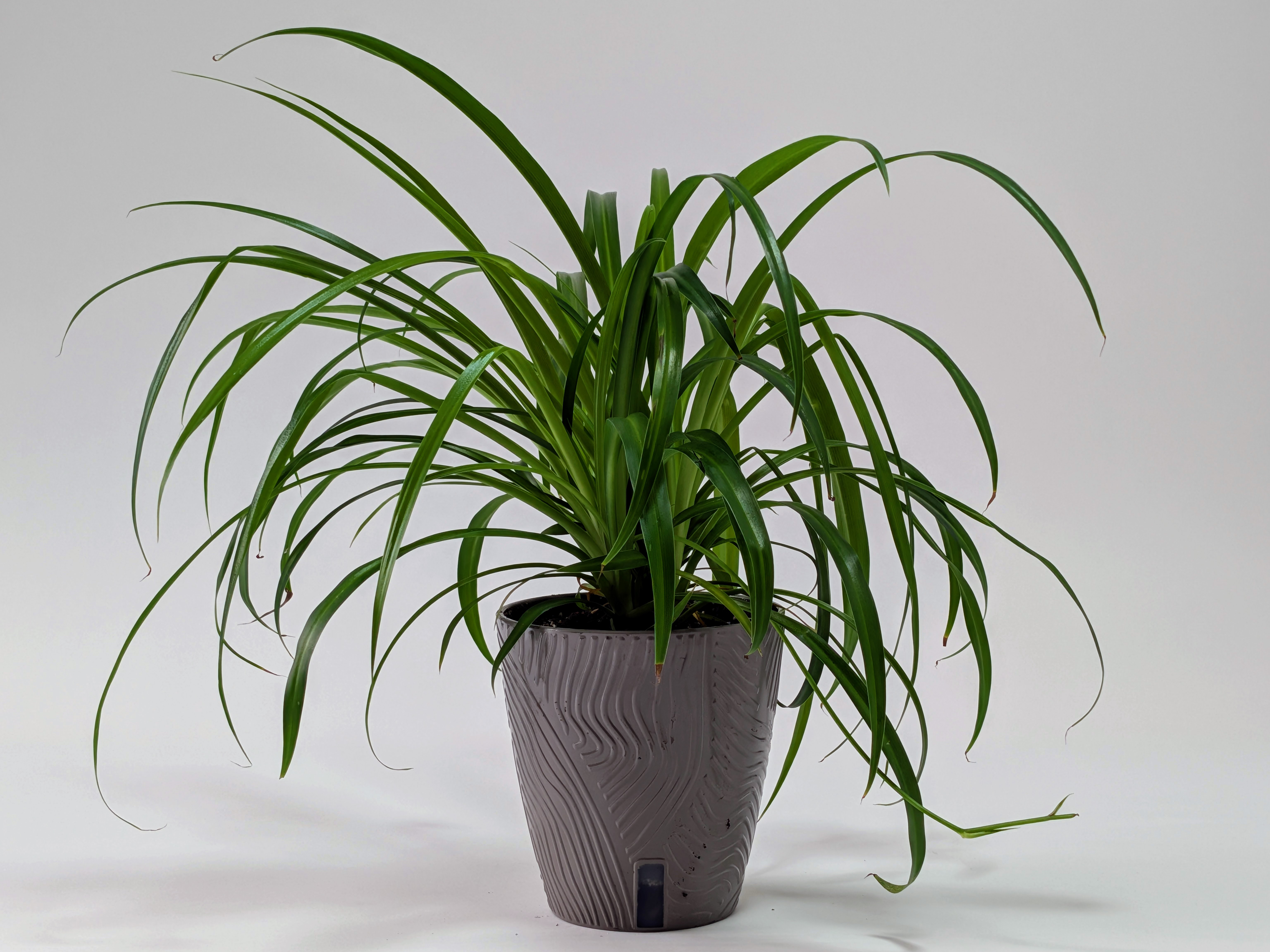 Spider Plant