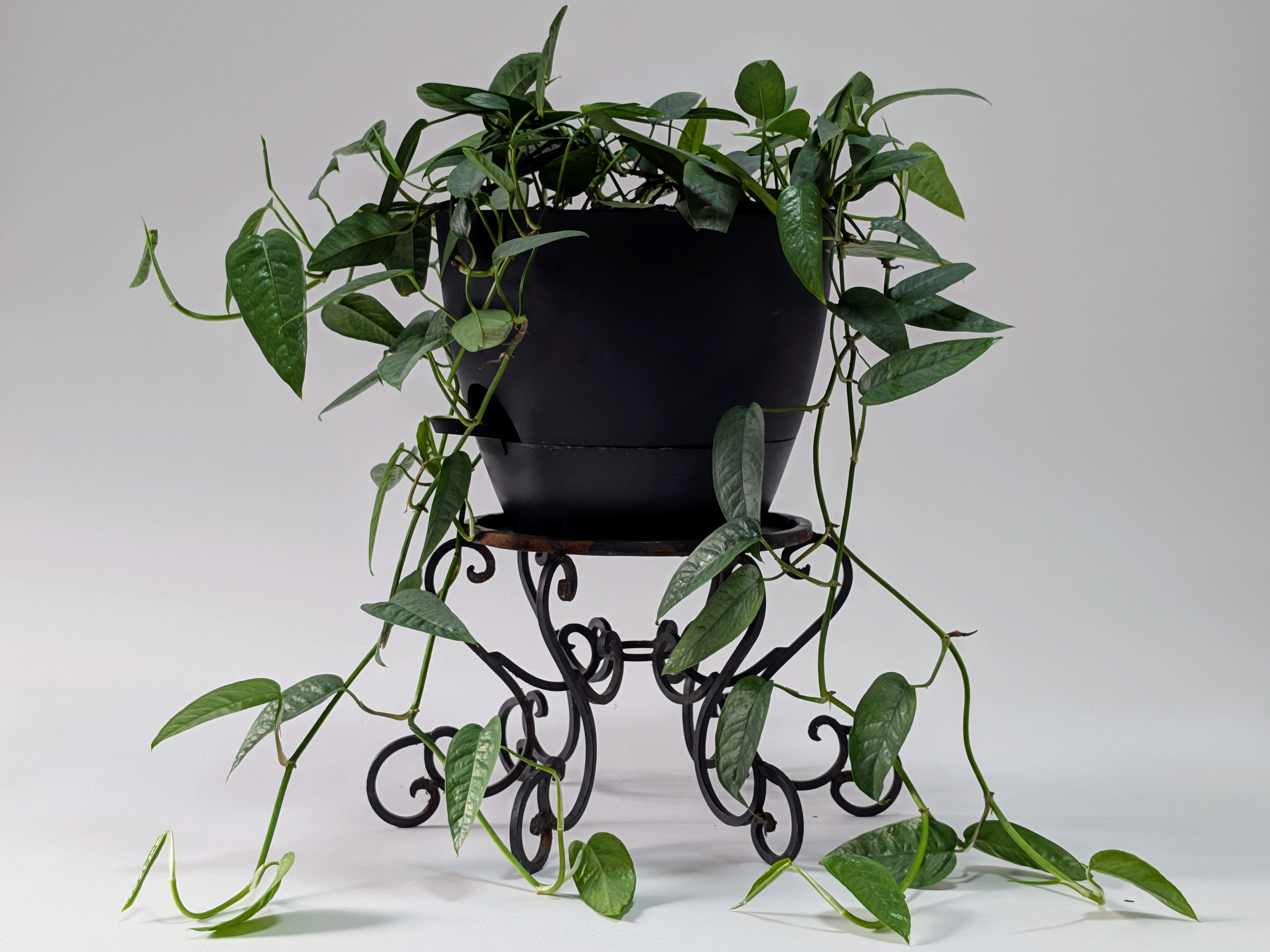 Cebu Blue Pothos Plant