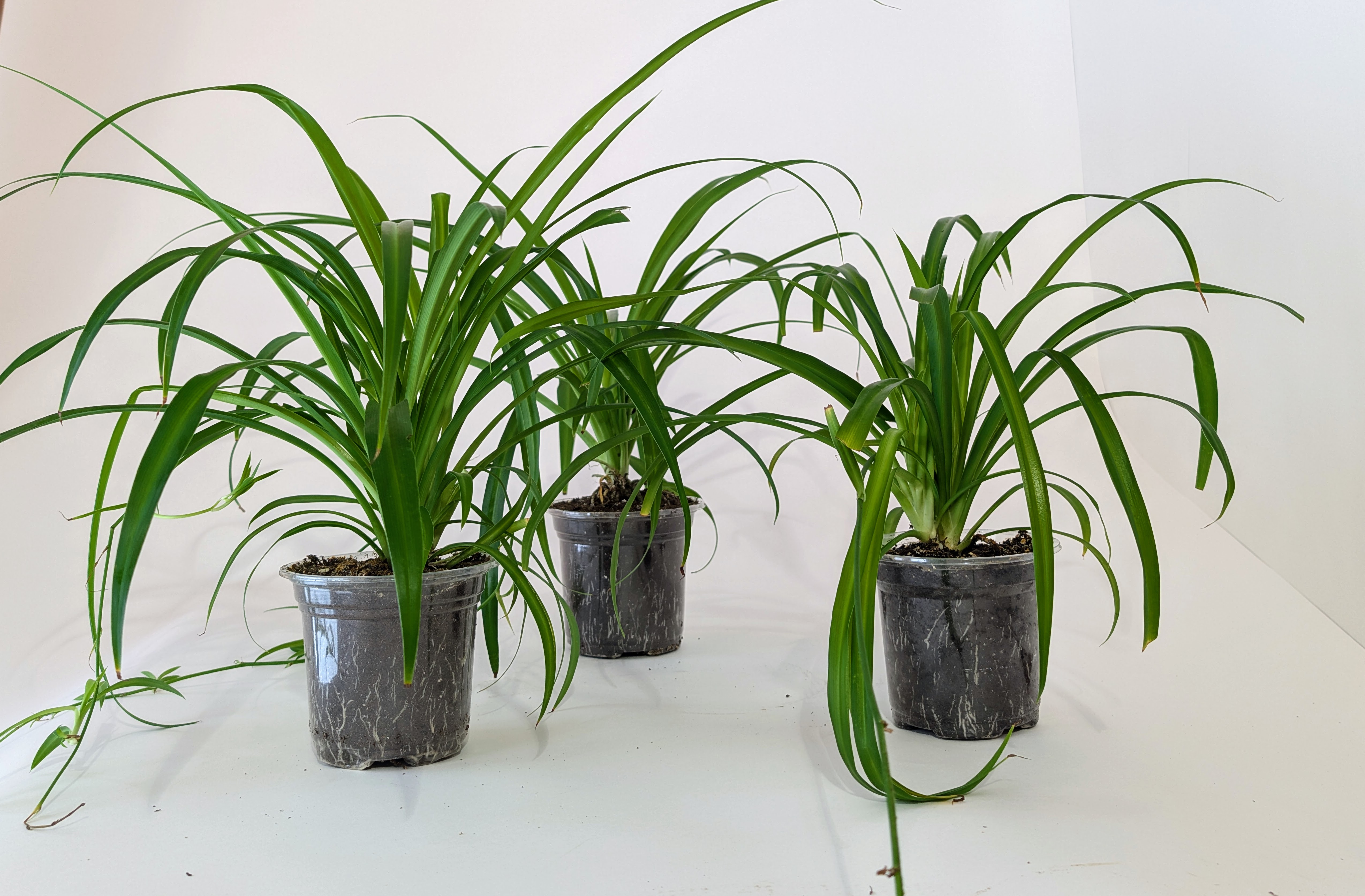 Rooted Green Spider Plants 5" clear pots