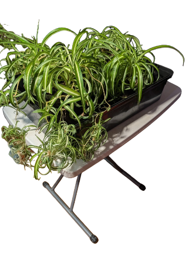 Striped Spider Plants