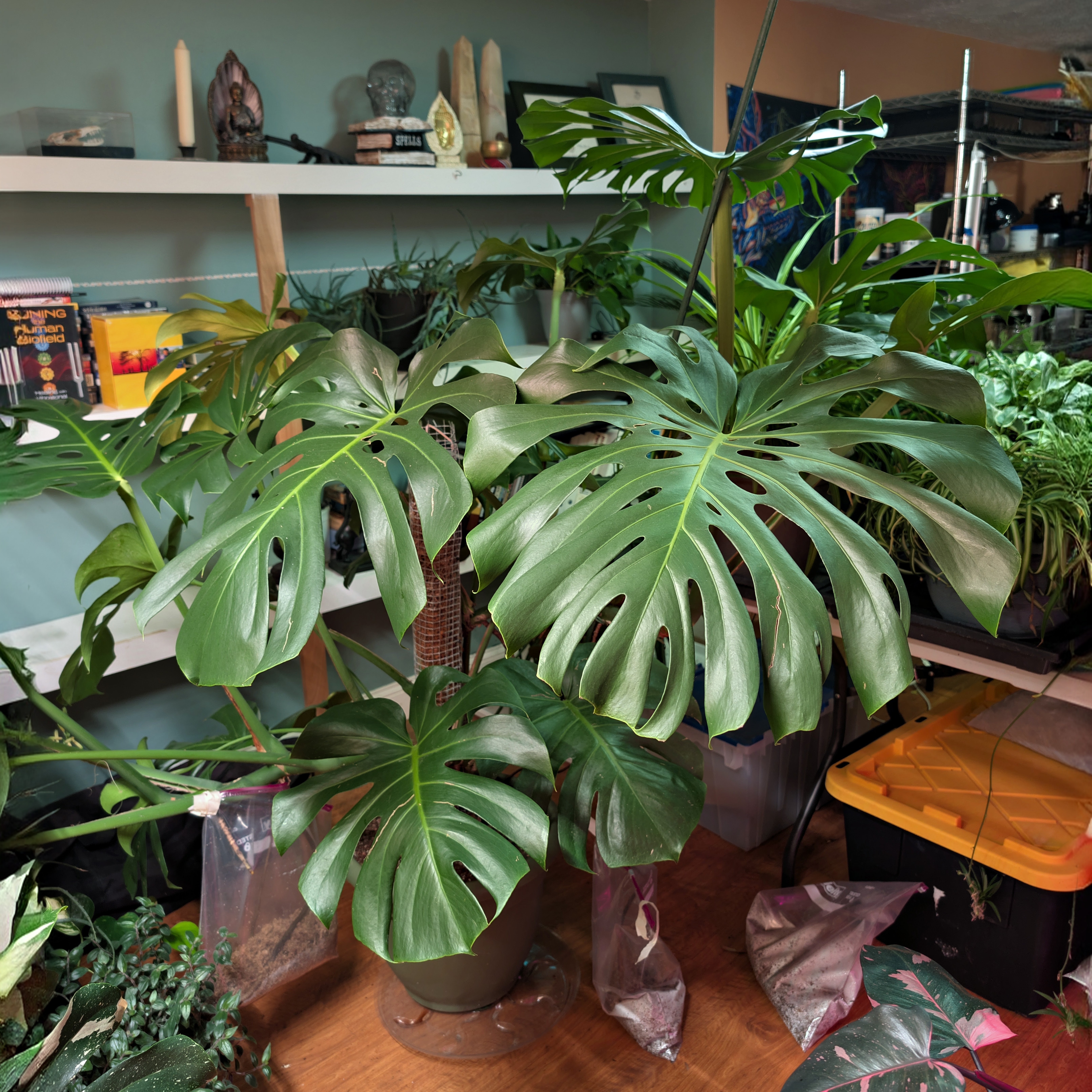 Monstera Deliciosa Plant