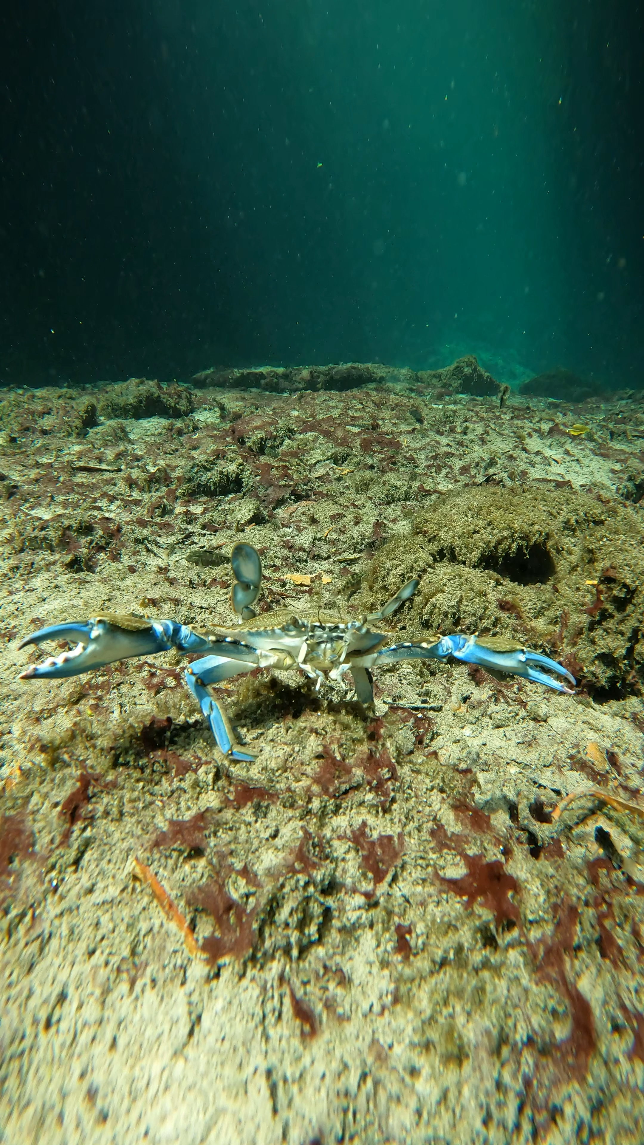 Cenote: Discover Scuba Diving