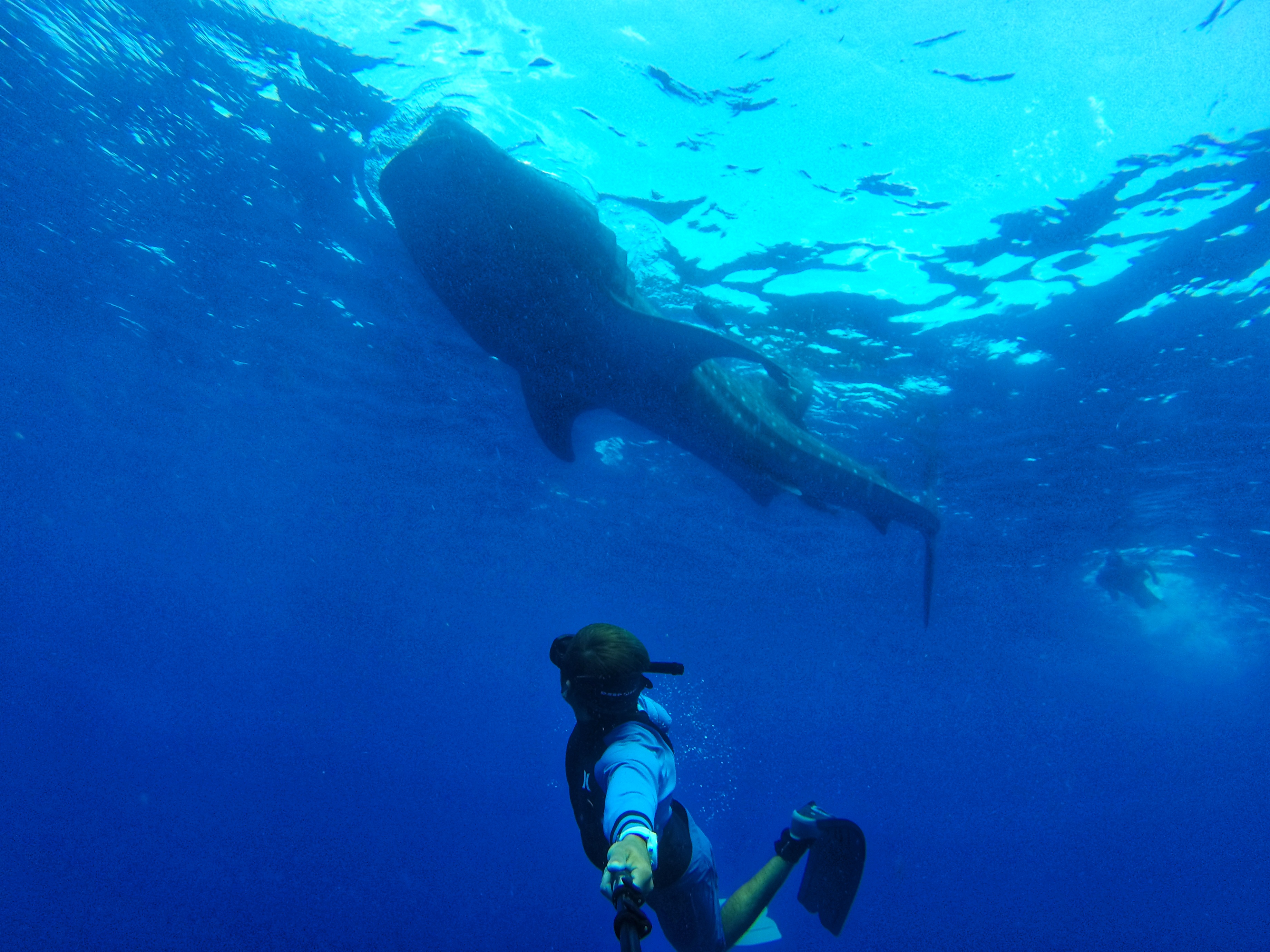 Encuentro con Tiburón Ballena – Experiencia Compartida